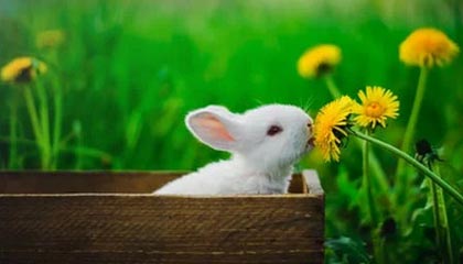 开云网页版-广东不敌上海，遗憾结束季后赛征程，19至20赛季广东打上海